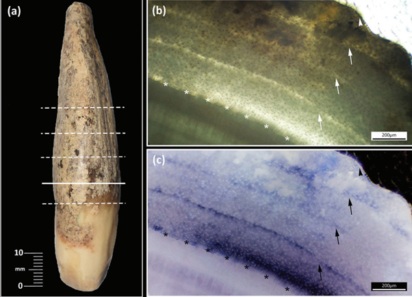 The unforunate bear's upper right canine (a) and seen under a microscope and planar polarized light (b and c), showing the wear.